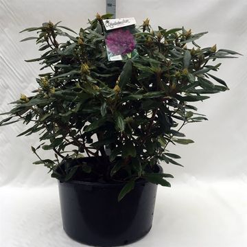 Rhododendron 'Марсель Менард'