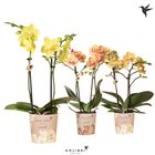 Phalaenopsis MIX