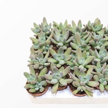 Pachyphytum bracteosum 'Fitkai Blue'