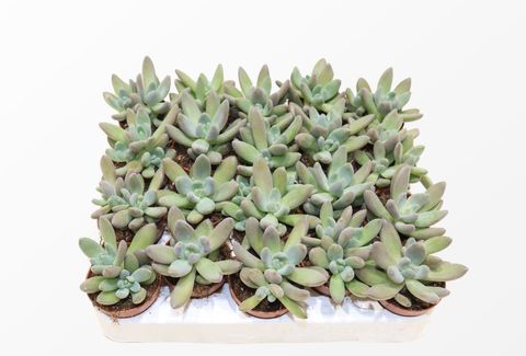 Pachyphytum bracteosum 'Fitkai Blue'
