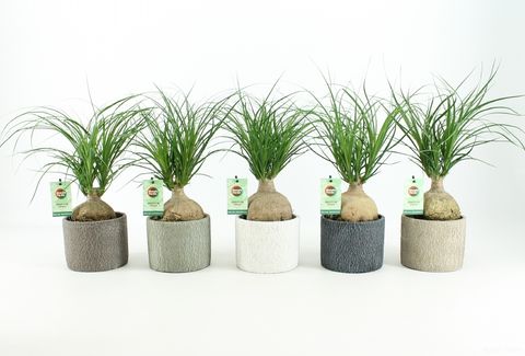 Beaucarnea recurvata