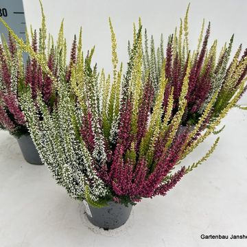 Calluna vulgaris BEAUTY LADIES MIX IN POT