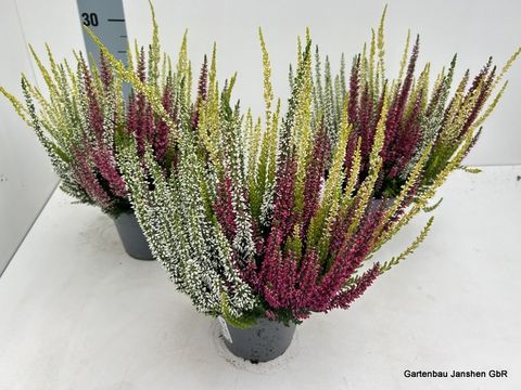 Calluna vulgaris BEAUTY LADIES MIX IN POT