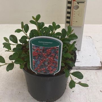 Cotoneaster dammeri