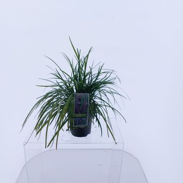 Liriope muscari 'Биг Блю'