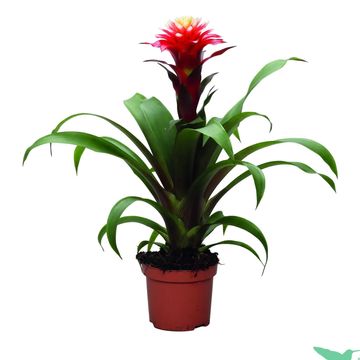 Guzmania 'Ruby'