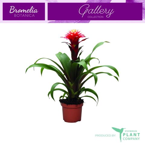Guzmania 'Ruby'