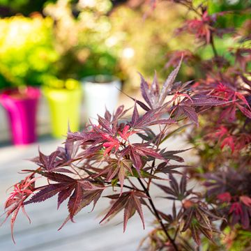 Acer palmatum 'Skeeter's Broom'