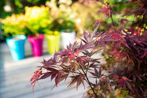 Acer palmatum 'Skeeter's Broom'