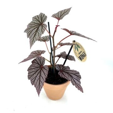 Begonia maculata 'Ashura'