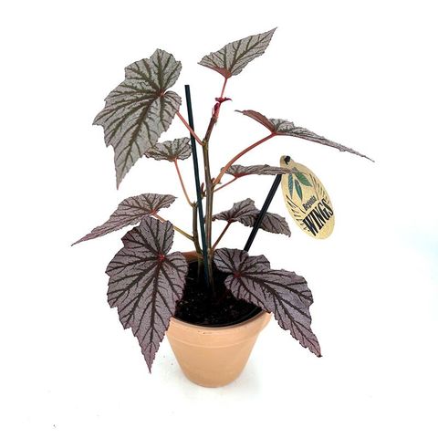 Begonia maculata 'Ashura'