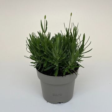 Lavandula angustifolia WHITE SUMMER