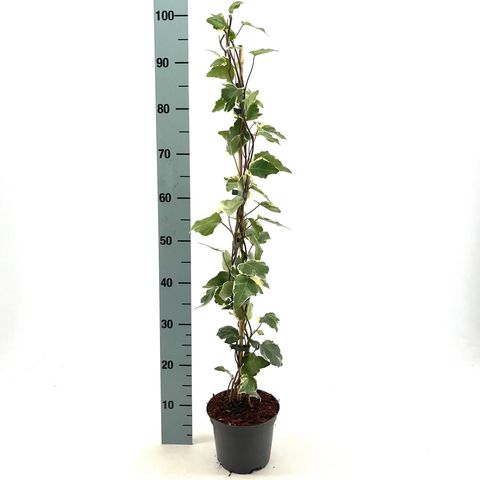 Hedera algeriensis 'Gloire de Marengo'