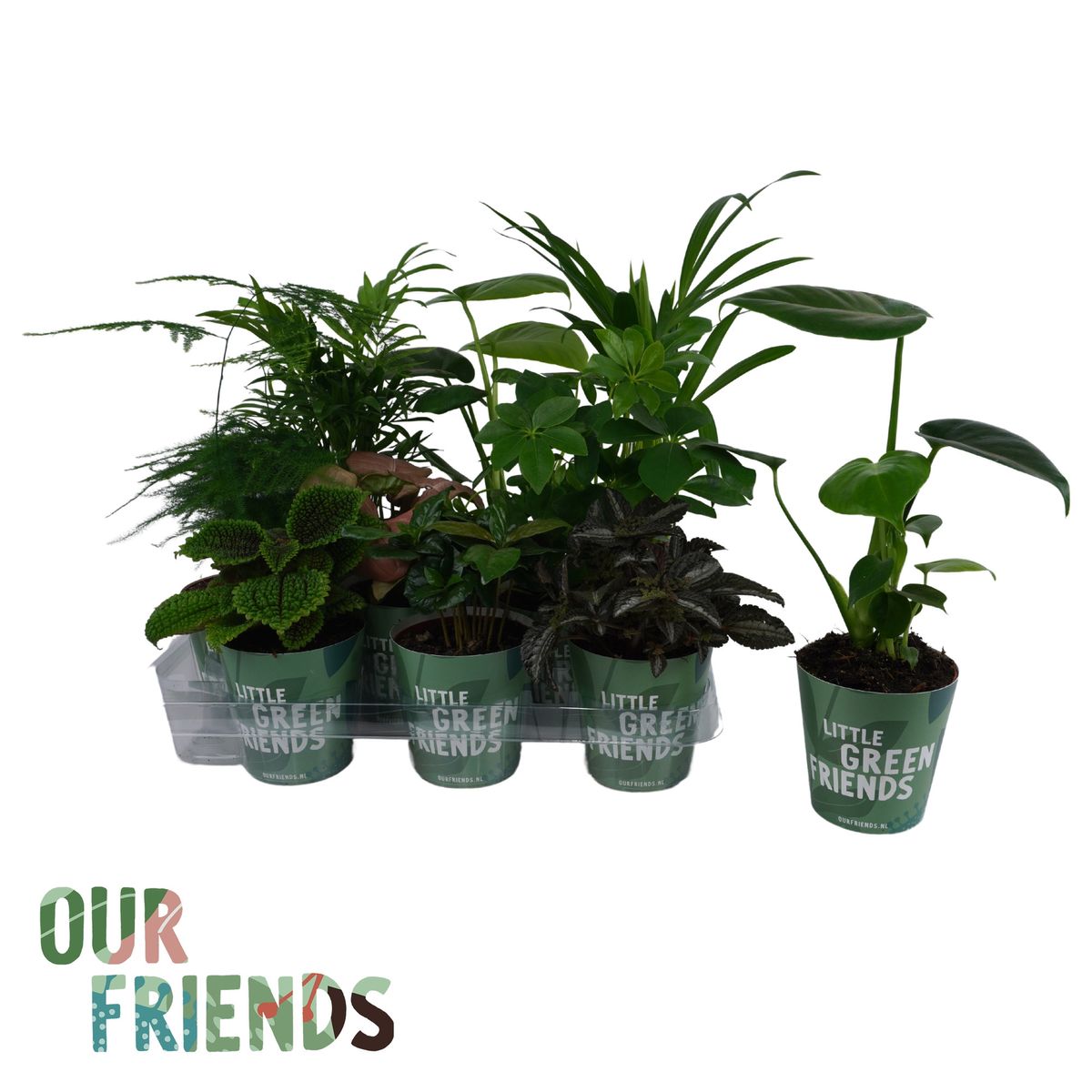 Houseplants MIX — Plant Wholesale FlorAccess