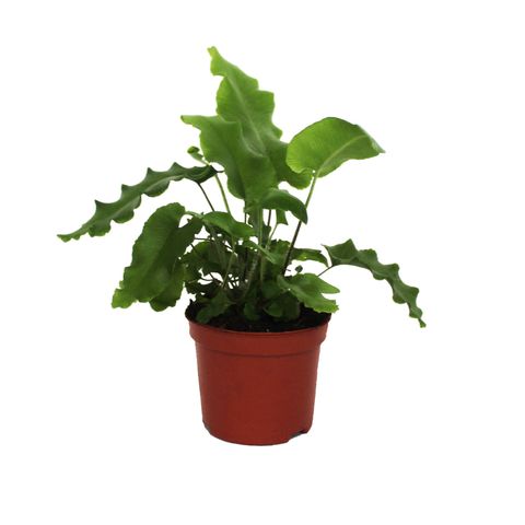 Asplenium scolopendrium