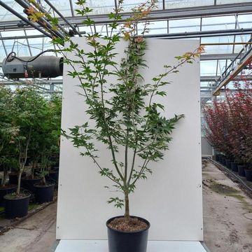 Acer palmatum 'Ôsakazuki'