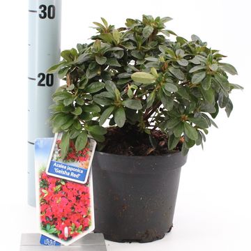 Rhododendron GEISHA RED (AJ)