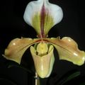Paphiopedilum villosum