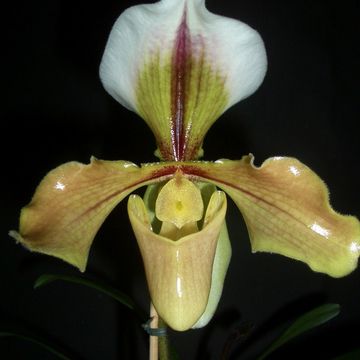 Paphiopedilum villosum