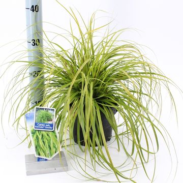 Carex oshimensis EVERCOLOR EVERILLO