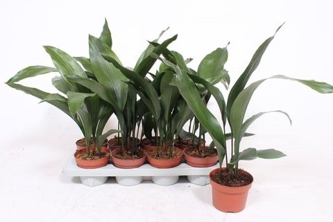 Aspidistra elatior