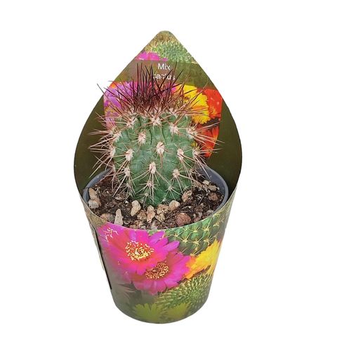 Acanthocalycium thionanthum