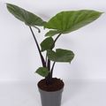 Alocasia 'Dark Star'