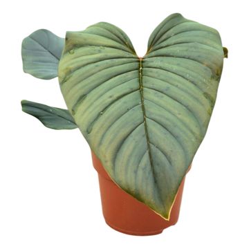 Filodendro squamiferum