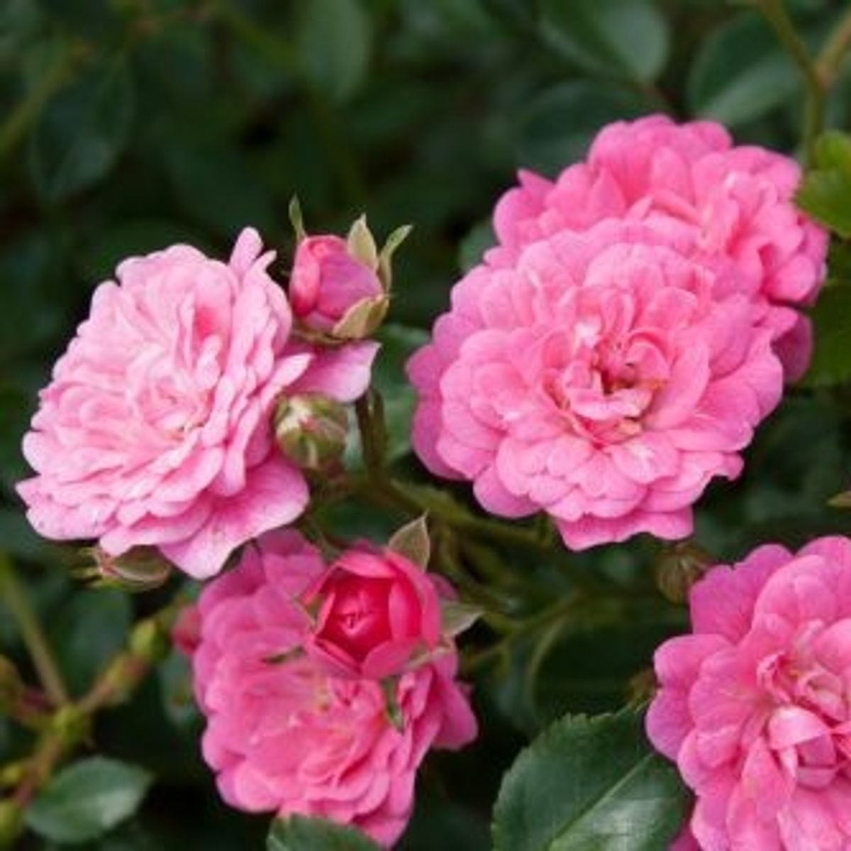 Rosa LOVELY FAIRY — Plant Wholesale FlorAccess