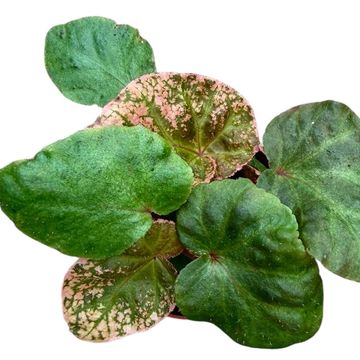 Begonia 'Midnight Sun'