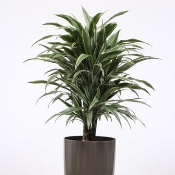 Dracaena fragrans 'Warneckei'