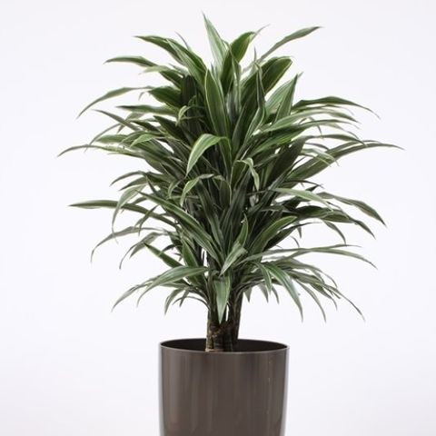 Dracaena fragrans 'Warneckei' — Plant Wholesale FlorAccess