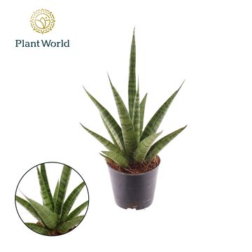 Sansevieria PINEAPPLE