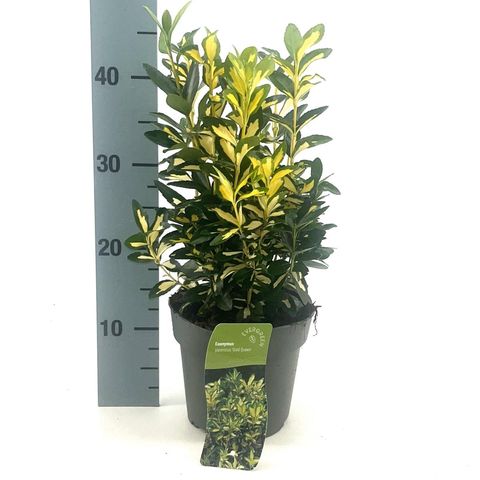 Euonymus japonicus 'Gold Queen'