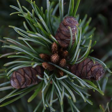 Pinus parviflora 'Negishi'