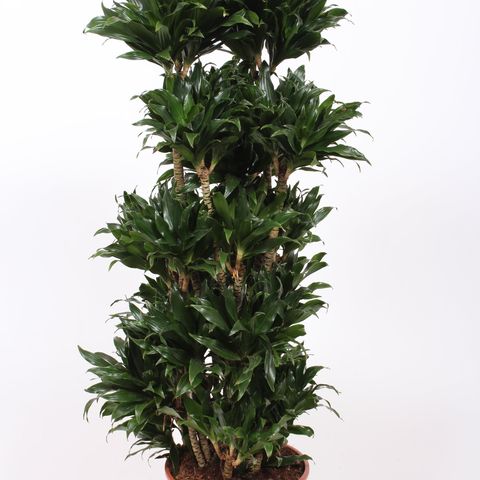 Dracaena fragrans 'Compacta' (Fachjan)