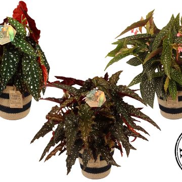 Begonia maculata MIX