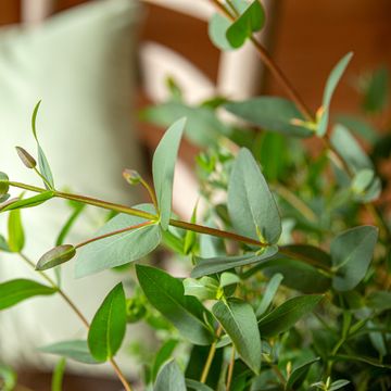 Eucalyptus parvifolia 'Oliva'