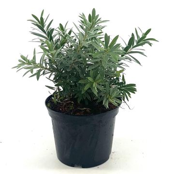 Callistemon viminalis 'Little John'