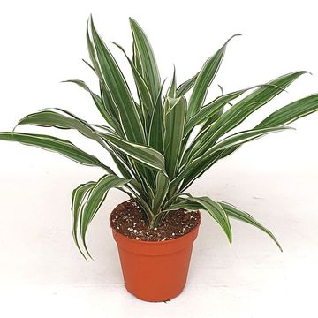 Dracaena fragrans 'Warneckei'