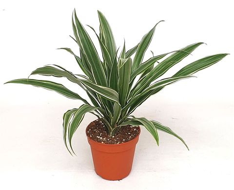 Dracaena fragrans 'Warneckei'