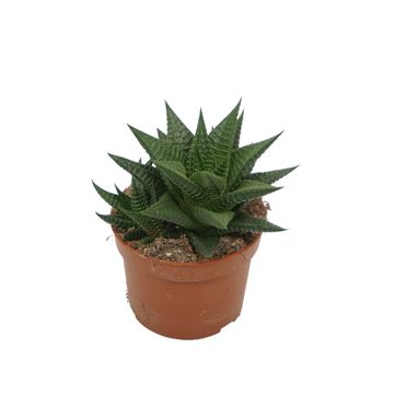 Haworthia limifolia limifolia