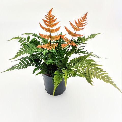 Dryopteris erythrosora 'Brilliance'