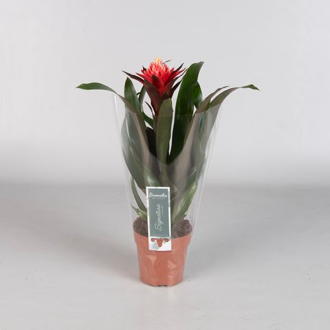 Guzmania 'Redtix'