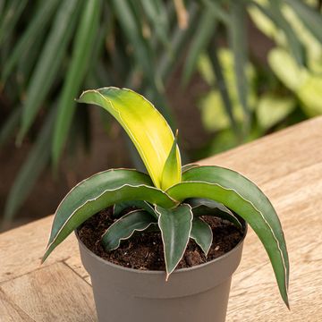 Sansevieria 'Star Canary'