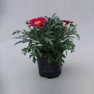 Argyranthemum frutescens LA RITA PURPLE RED