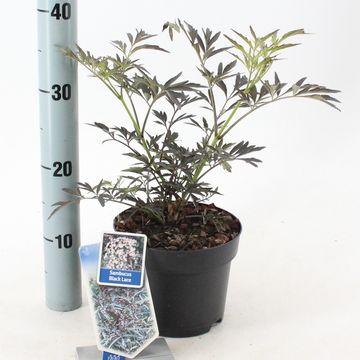 Sambucus nigra BLACK LACE