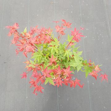 Acer palmatum 'Бени-майко'