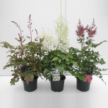 Astilbe ASTARY MIX