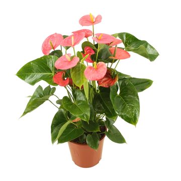 Антуриум ARISA PINK